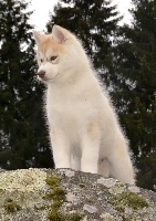 Étalon Siberian Husky - Just a pretty princess Angel Of Soyane