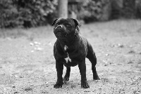 Étalon Staffordshire Bull Terrier - Silver Cross Daemon
