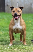 Étalon Staffordshire Bull Terrier - Rahzel's stars Impératrice sissi