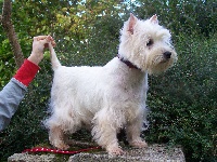 Étalon West Highland White Terrier - Chanel du Clos de la Monnerie