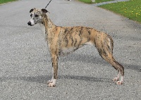 Étalon Whippet - CH. sandline Golden lady