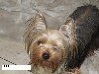 Étalon Yorkshire Terrier - Goldie Du clos des bleuettes