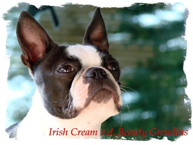 CH. Irish cream beauty gremlins