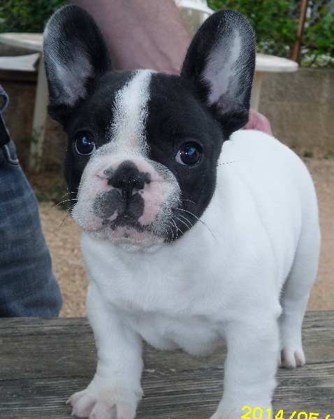 Publication : des cites phoceennes Auteur : Harel christian