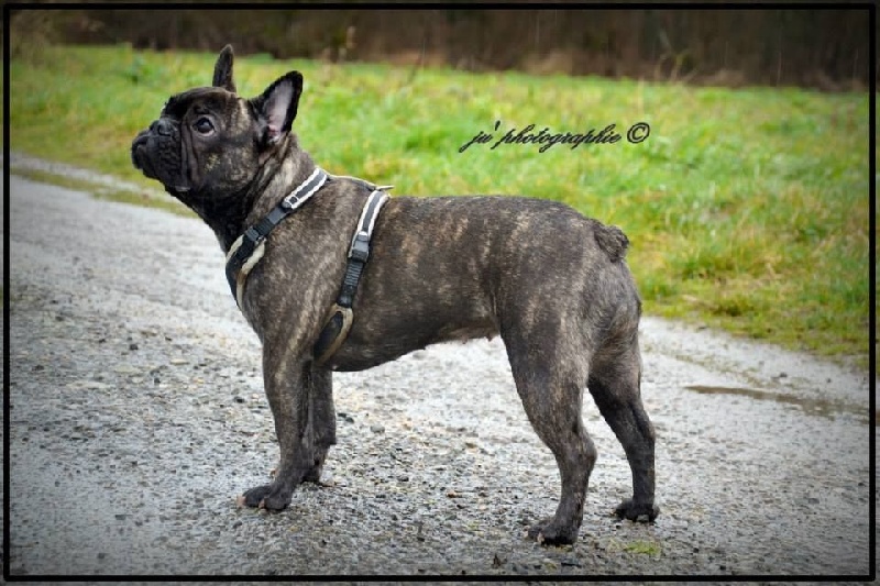 Publication : De L'aude De Bakkara Auteur : Aude BERTHOLET