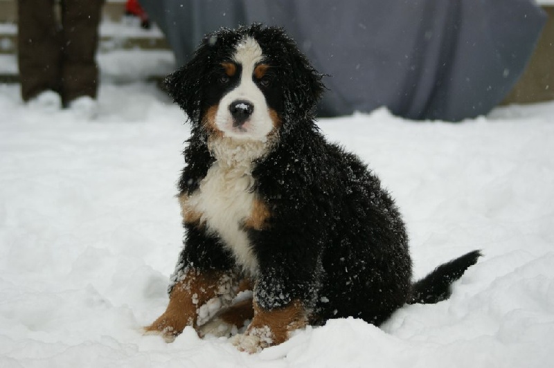 Publication : Pixels 