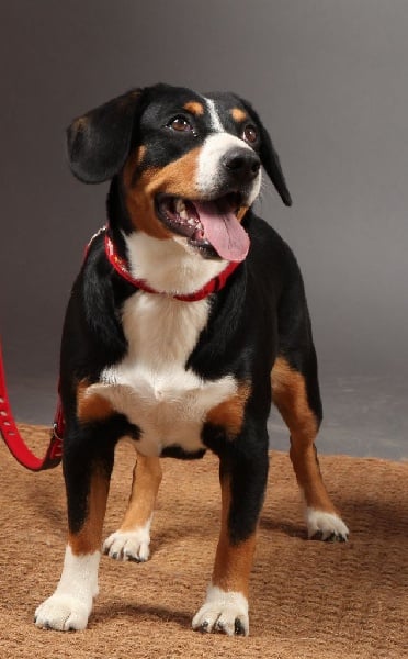 Publication : De Brapêche Auteur : marcehluss.com