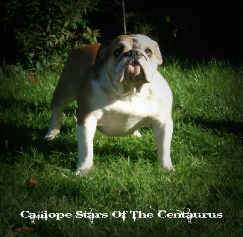 Calliope stars of the centaurus