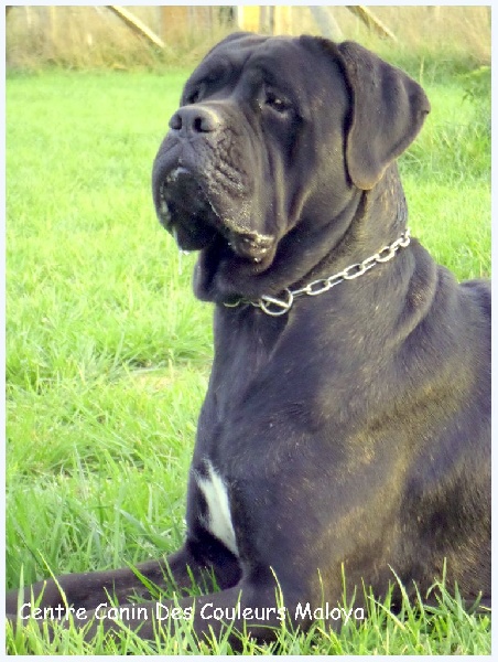 Georgia des Apollons de Garras