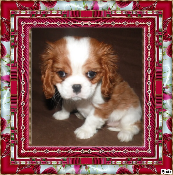 Publication : De La Tour Des Angelots Auteur : SAUDER Emmanuelle