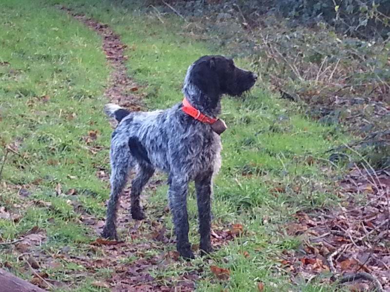 Publication : des Marais De Kerglien Auteur : trucios pascal