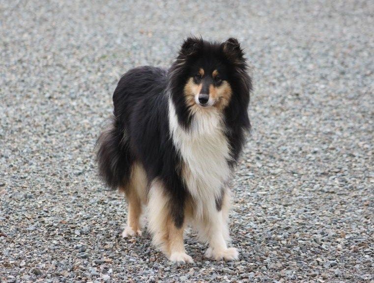 Publication : Du Chemin des Randonnées Auteur : Arlette Roulier