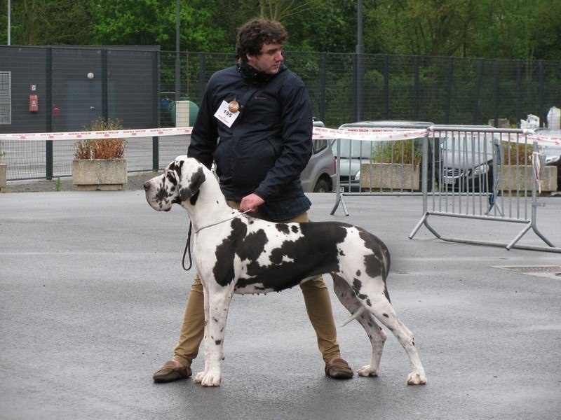 CH. Gaïa Di Vendra Nera