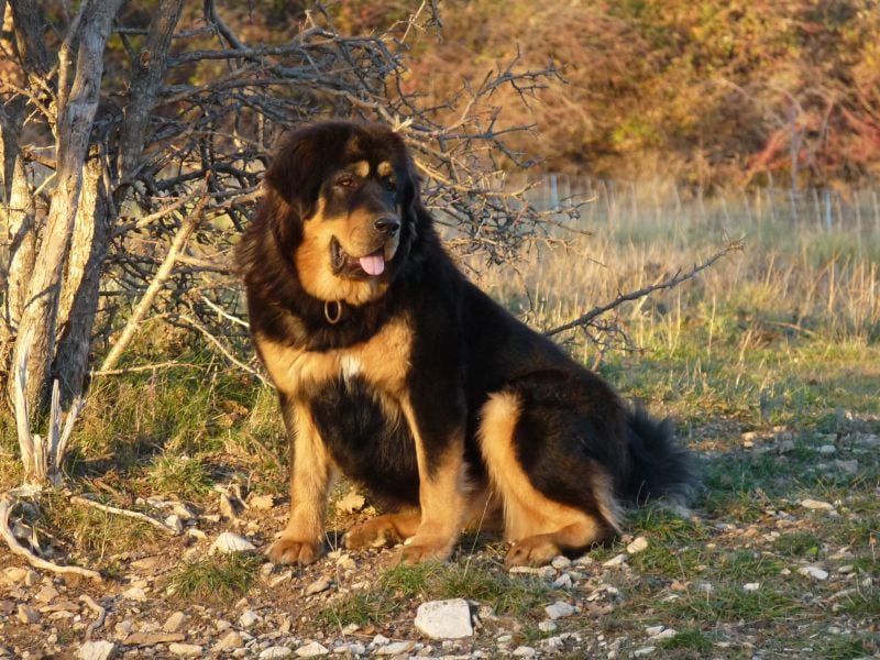 Publication : du Hogan des Vents Auteur : Mathieu Mauriès