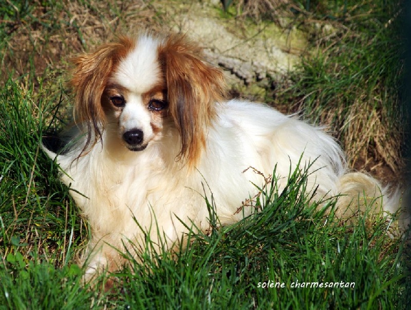 Solene des charmes d'antan