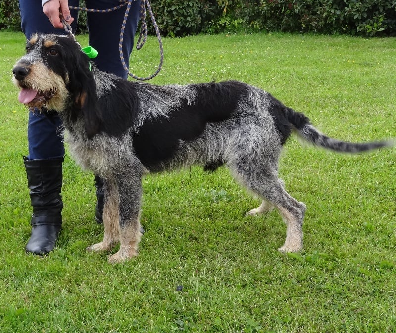 Indien De Goute Agude