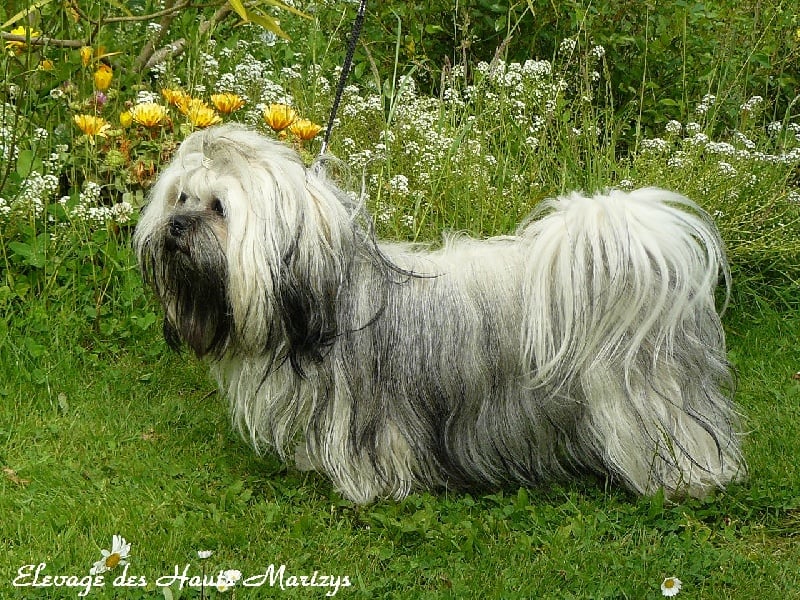 Publication : des Hauts-Marizys Auteur : Lucie