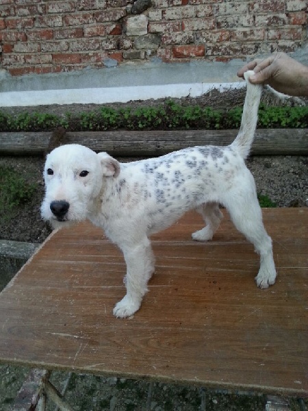 Publication : du Clos Des Princes Tifou