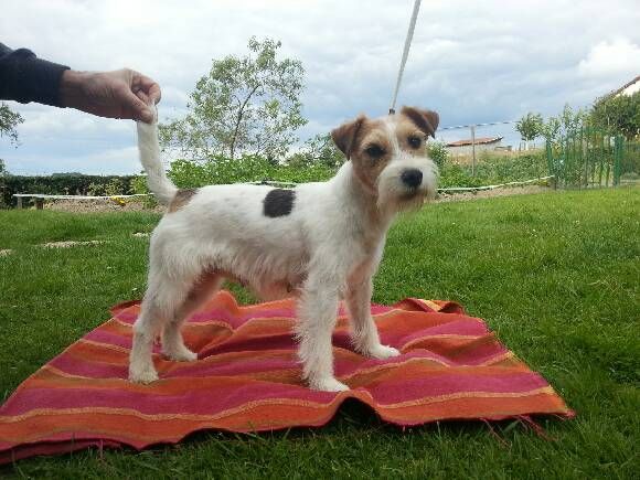 Publication : du Clos Des Princes Tifou Auteur : Alain Gallet