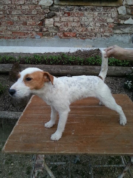 Publication : du Clos Des Princes Tifou