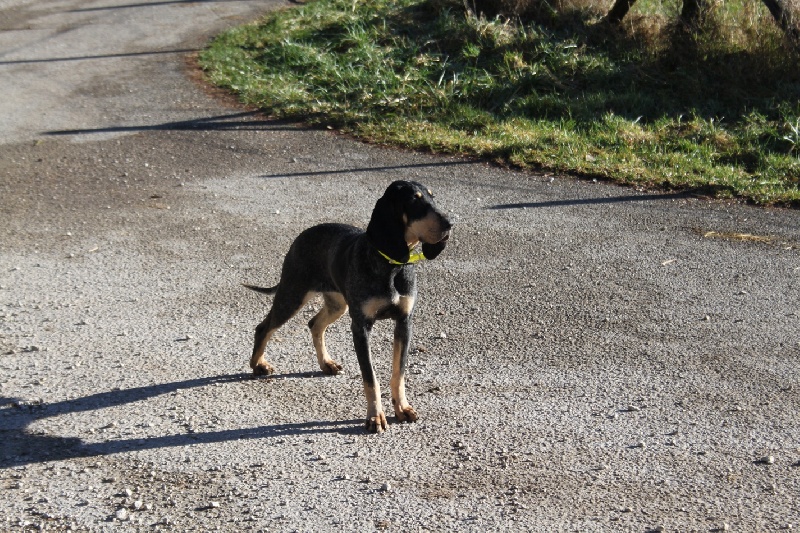 Publication : Du Pays Comtois 