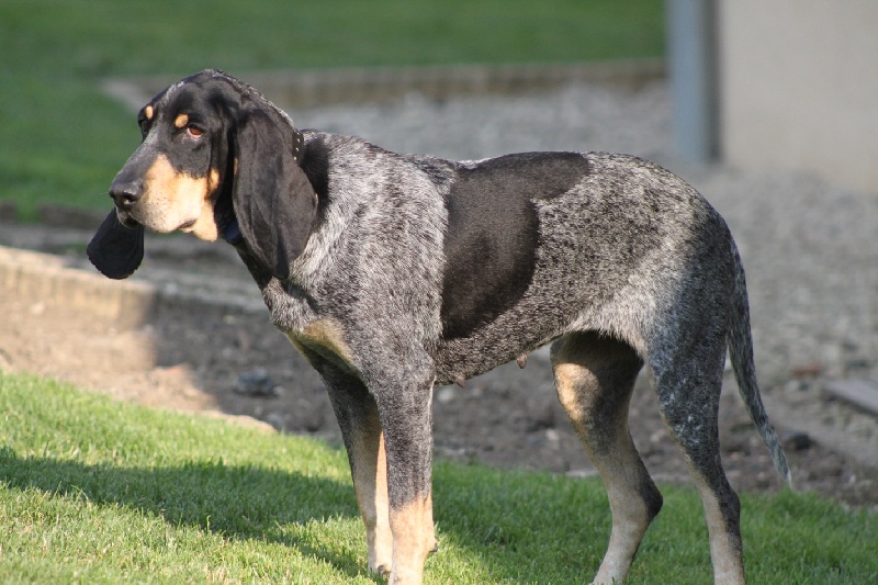 Publication : Du Pays Comtois 