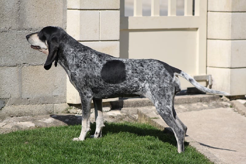 Publication : Du Pays Comtois 