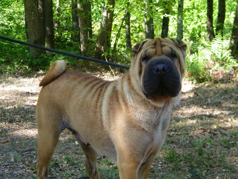 Holla des lumières de Sirius