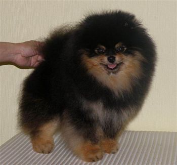 CH. Island's cr skater boy