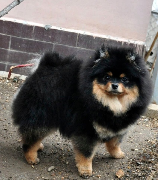 Bagema iz solnechnogo sevastopolya