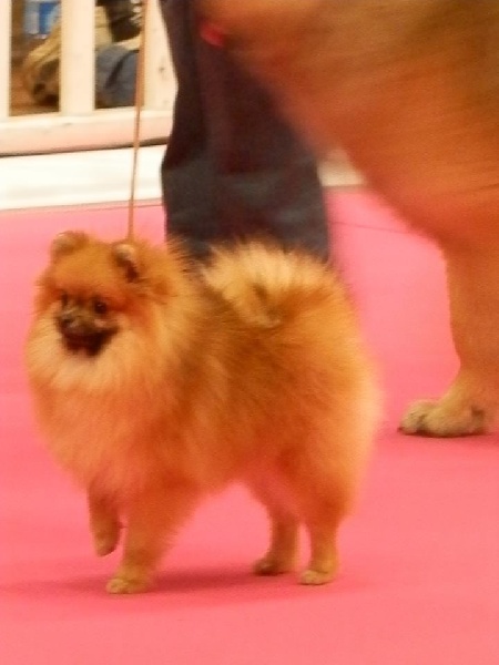 Publication : des Cherihuas