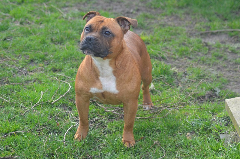 Publication : Earth Of Lady Staffie