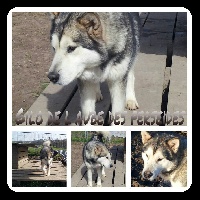 Étalon Alaskan Malamute - Goldwin De L'aube Des Perseides