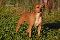 Étalon American Staffordshire Terrier - Great hopes and dreams Des Anges De Kent