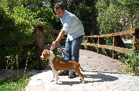 Étalon American Staffordshire Terrier - Invictus adamas du Diamant Rouge