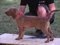 Étalon Basset fauve de Bretagne - Goldorak rallye du val d'allier