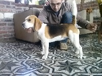 Étalon Beagle - Idylle Du Hameau De Culem