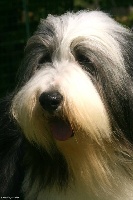 Étalon Bearded Collie - Gaëlic wallace de la fermette du jardin sauvage