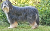 Étalon Bearded Collie - Glasgow Du Domaine Des Jalots