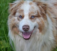 Étalon Berger Australien - Sunke wakan brain washing