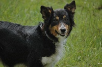 Étalon Border Collie - Flicka de cussac