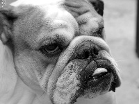 Étalon Bulldog Anglais - Aldo De sand-pam
