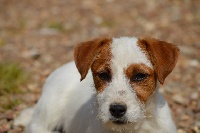 Étalon Jack Russell Terrier - Inès De la roche turpin
