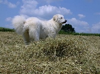 Étalon Kuvasz - Észbontó Hazel