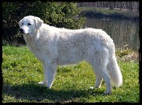 Étalon Kuvasz - CH. Észbontó Djuma