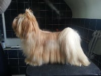 Étalon Lhassa Apso - close to perfection As you wish