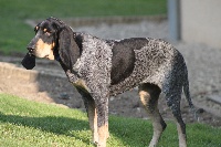 Étalon Petit bleu de Gascogne - Ficelle Titre Initial