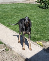 Étalon Petit bleu de Gascogne - Easy des Bauges du Senepy