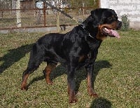 Étalon Rottweiler - black turk Jumbo