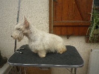Étalon Scottish Terrier - Izea-destynee Nouvelle Generation